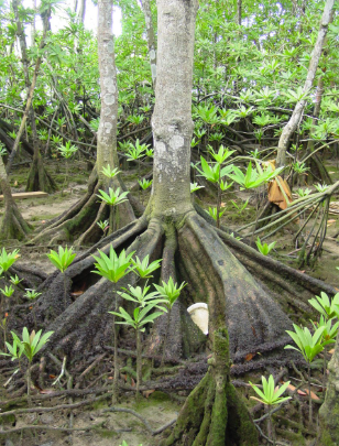 Desarrollo de una unidad piloto demostrativa de restauración de Mangle  piñuelo (Pelliciera rhizophorae) en las riberas del Rio Mache